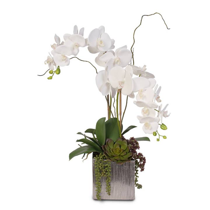Orchidées Phalaenopsis blanches avec succulentes en pot en céramique pour la vente par JENNY SILKS