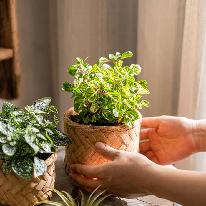 Rustic Reach - Wholesale Plant Pot - Bamboo Looking Cement Planter