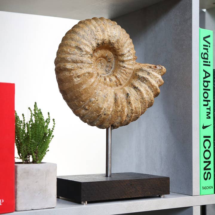 Giant Mantelliceras Ammonite Fossil Bespoke Steel Stand for wholesale by Curated Studio