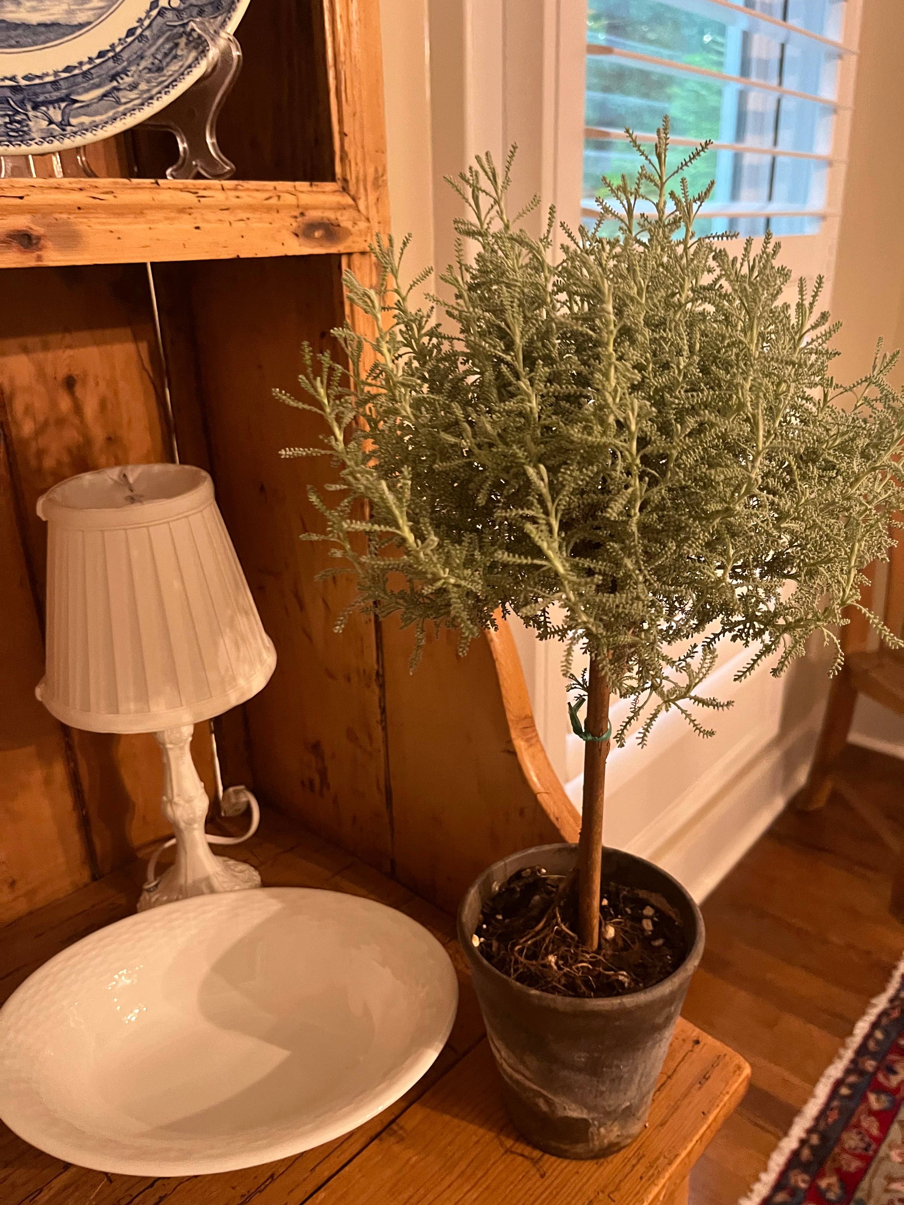 Sunrise Topiaries - Wholesale Live Plant - Live Cotton Lavender Topiary in 4 inch pot5