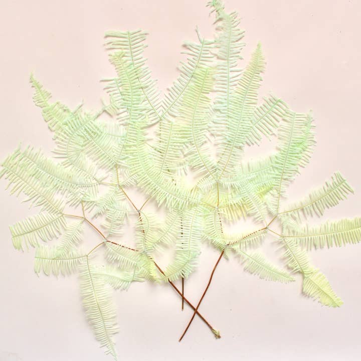 Roxanne's Dried Flowers - Wholesale Dried/Pressed Flowers - Fern - Preserved Mountain5