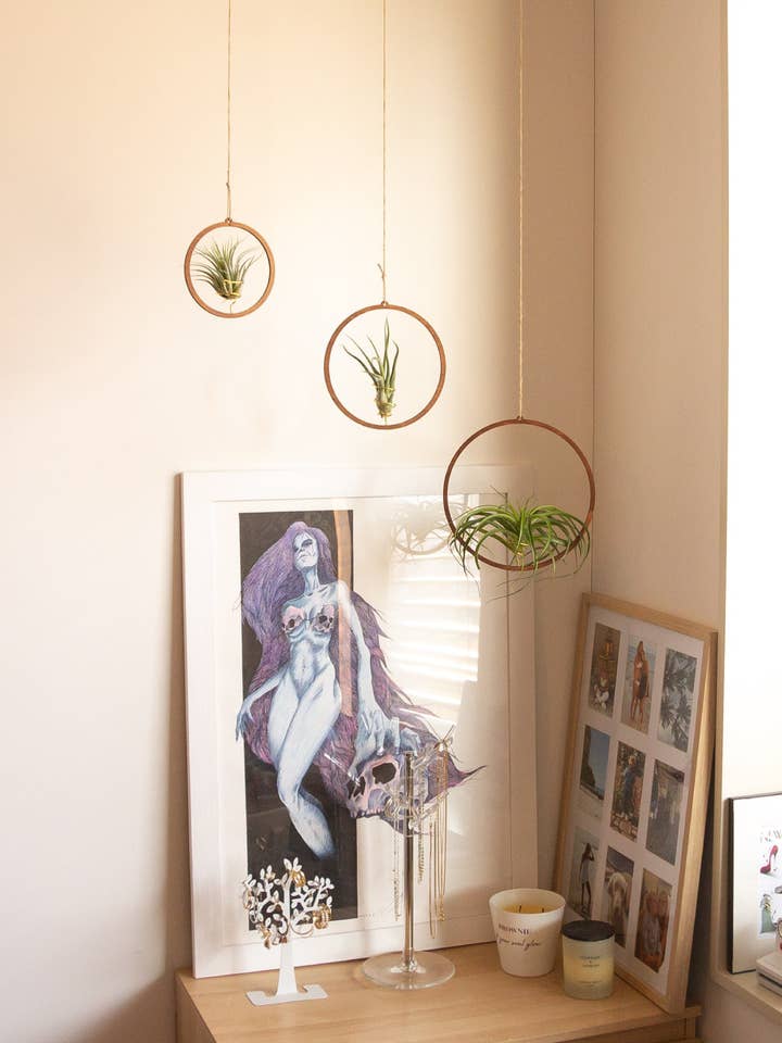 Tillandsia air plant and hanging wooden ring | PACK x3 for wholesale by BOREEN Shop