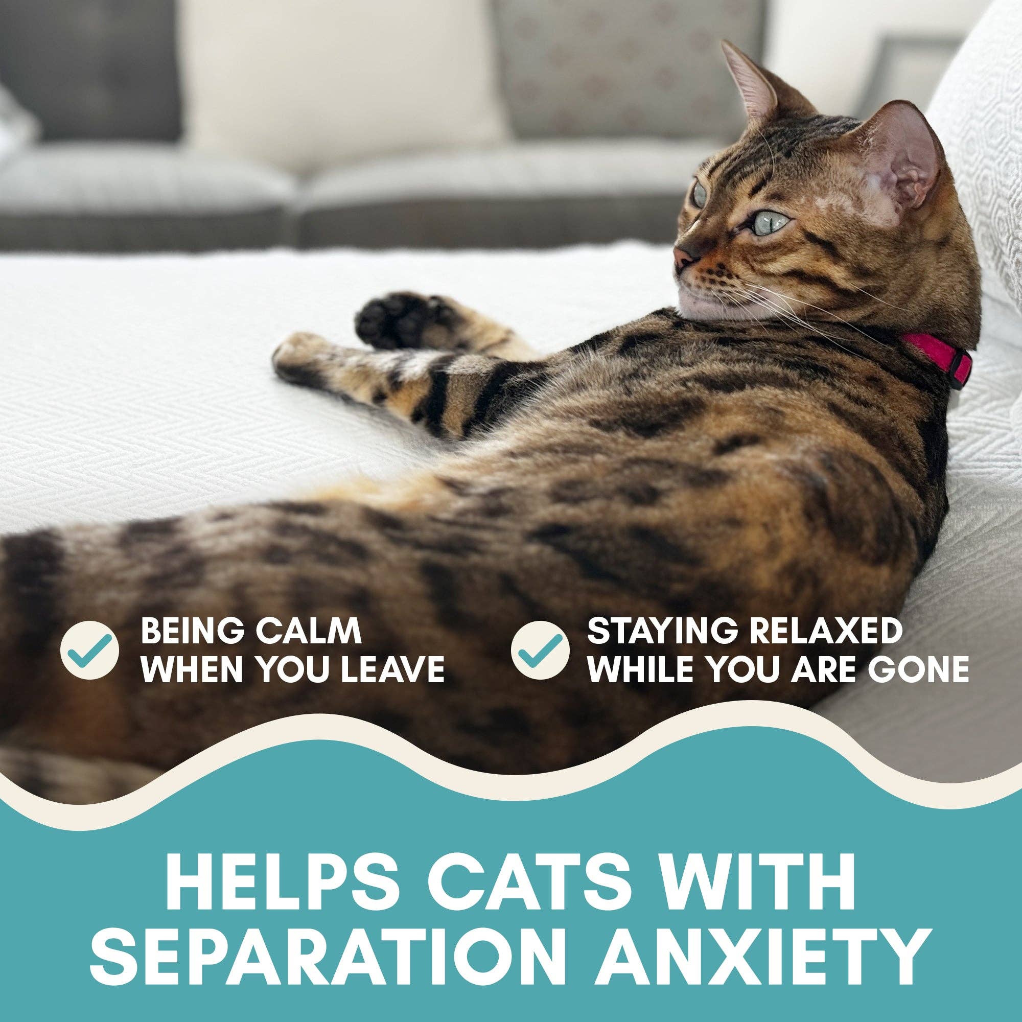 Outdoor Bengal - Wholesale Pet Treats - Cat - Cat Calming Sticks6