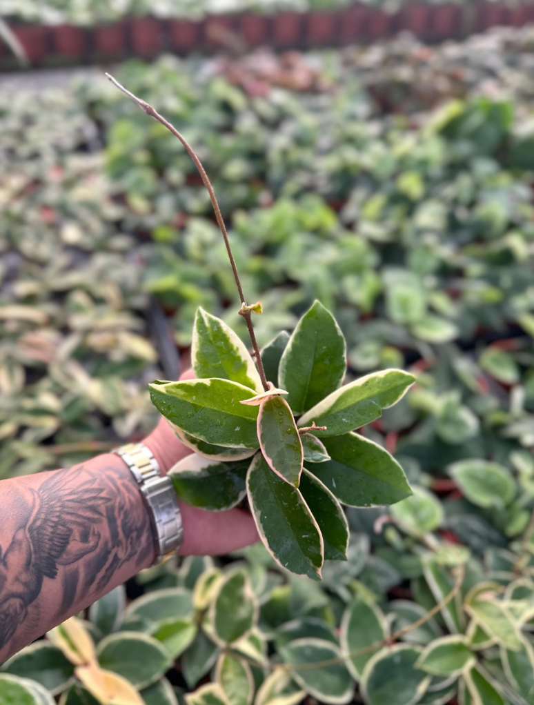 MyPlants LLC - Wholesale Live Plant - Hoya Krimson Queen (Tricolor) - 4" from MyPlants1