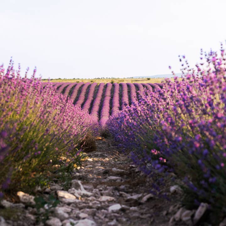L'atelier du Cirier - Wholesale Jar/Filled Candle - Set of 6 candles: 3 Provence flowers and 3 vine flowers3