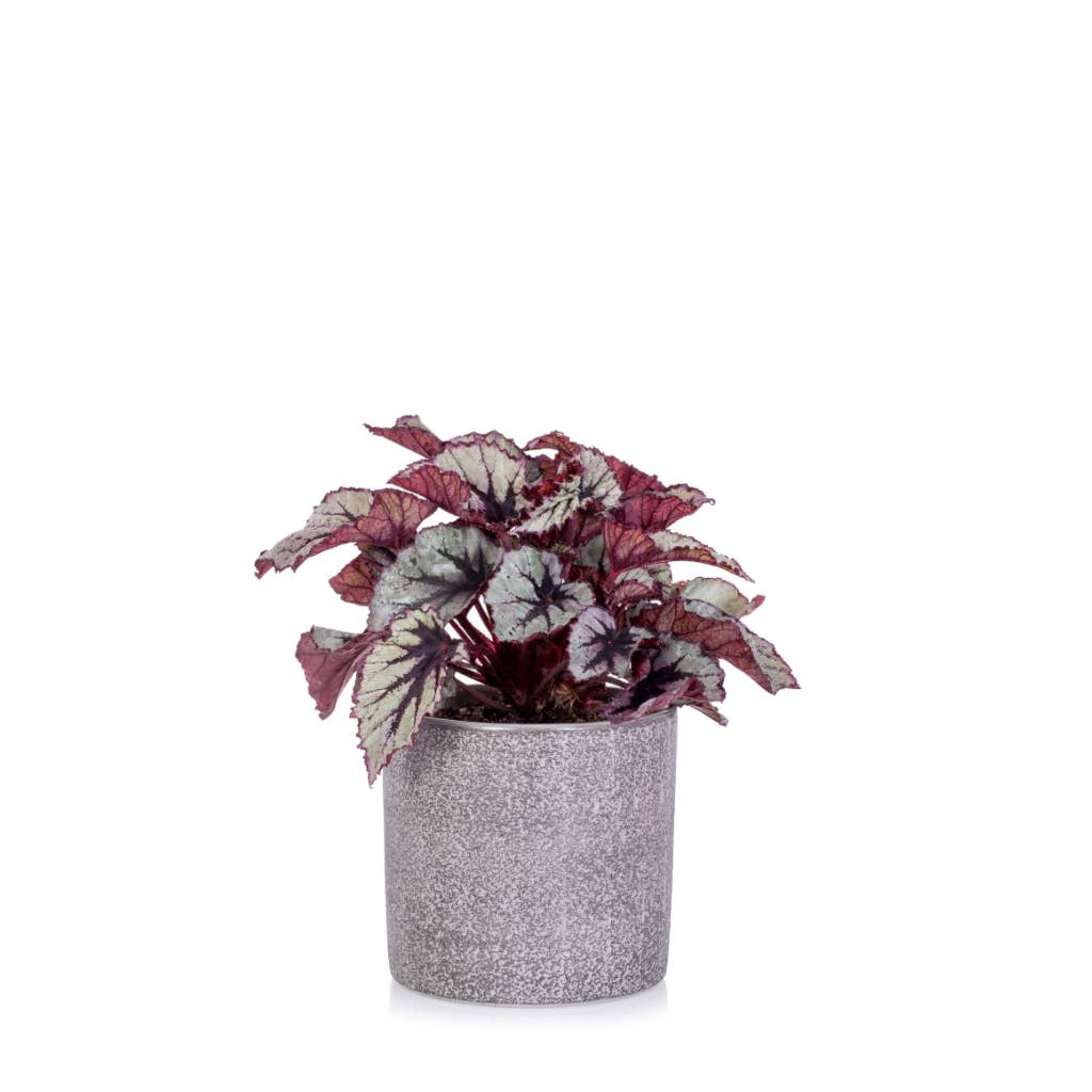 The Little Botanical - Wholesale Live Plant - Living Begonia Beleaf3