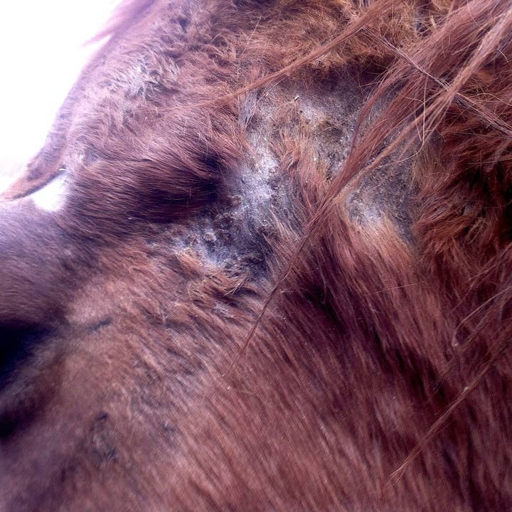 Beratungs & Vertriebsagentur Schmidt - Wholesale Pet Supplement - Cat/Dog - Anti fungal mite for horses farm animals3