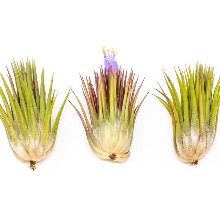 Air Plant Shop - Wholesale Live Plant - Tillandsia Ionantha Guatemala "Macho" Air Plant2