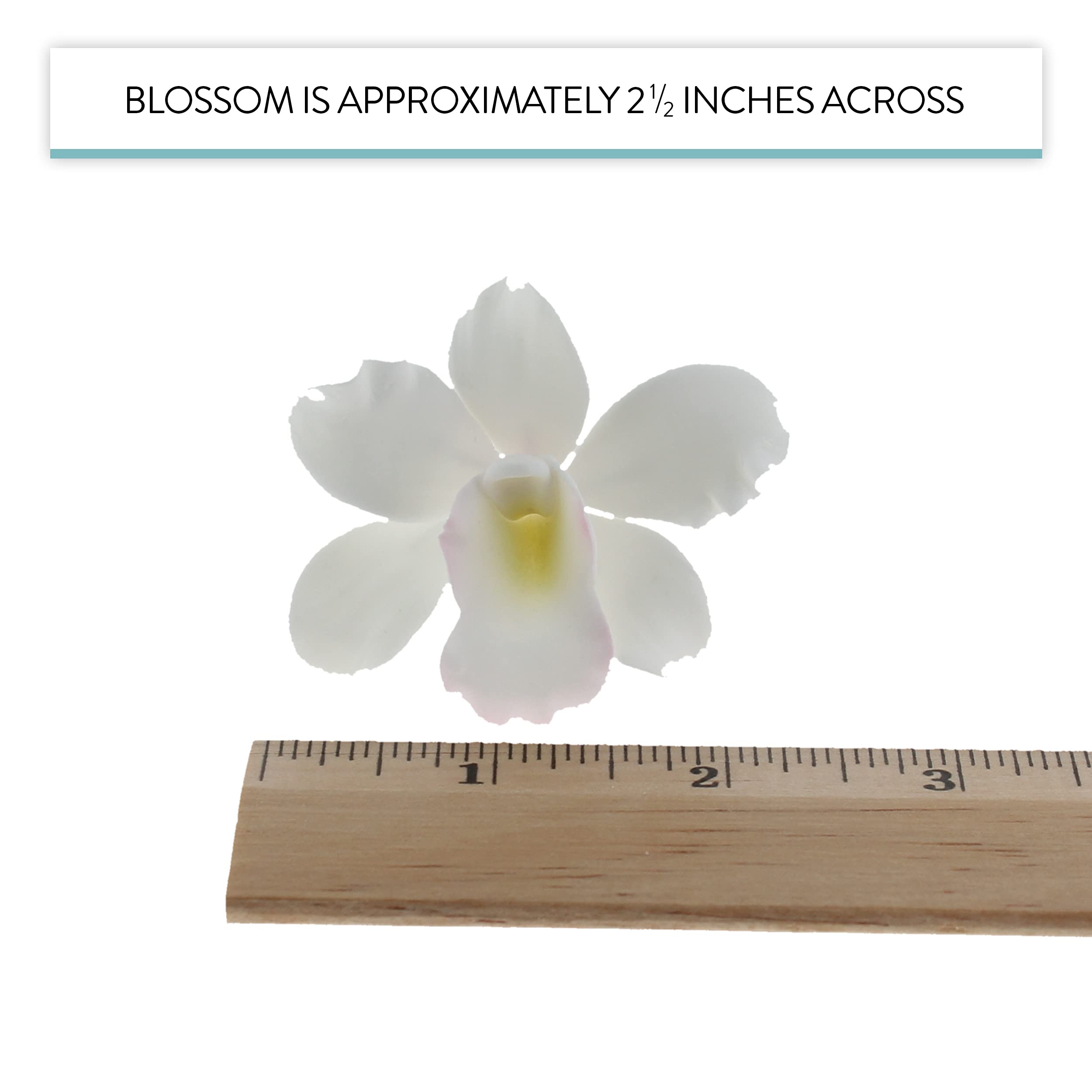 Global Sugar Art – wholesale Cake/cupcake topper – Orchid Sugar Cake Flowers, Pearly Orchids, by Global Sugar Art, Small, White, 6 Count4