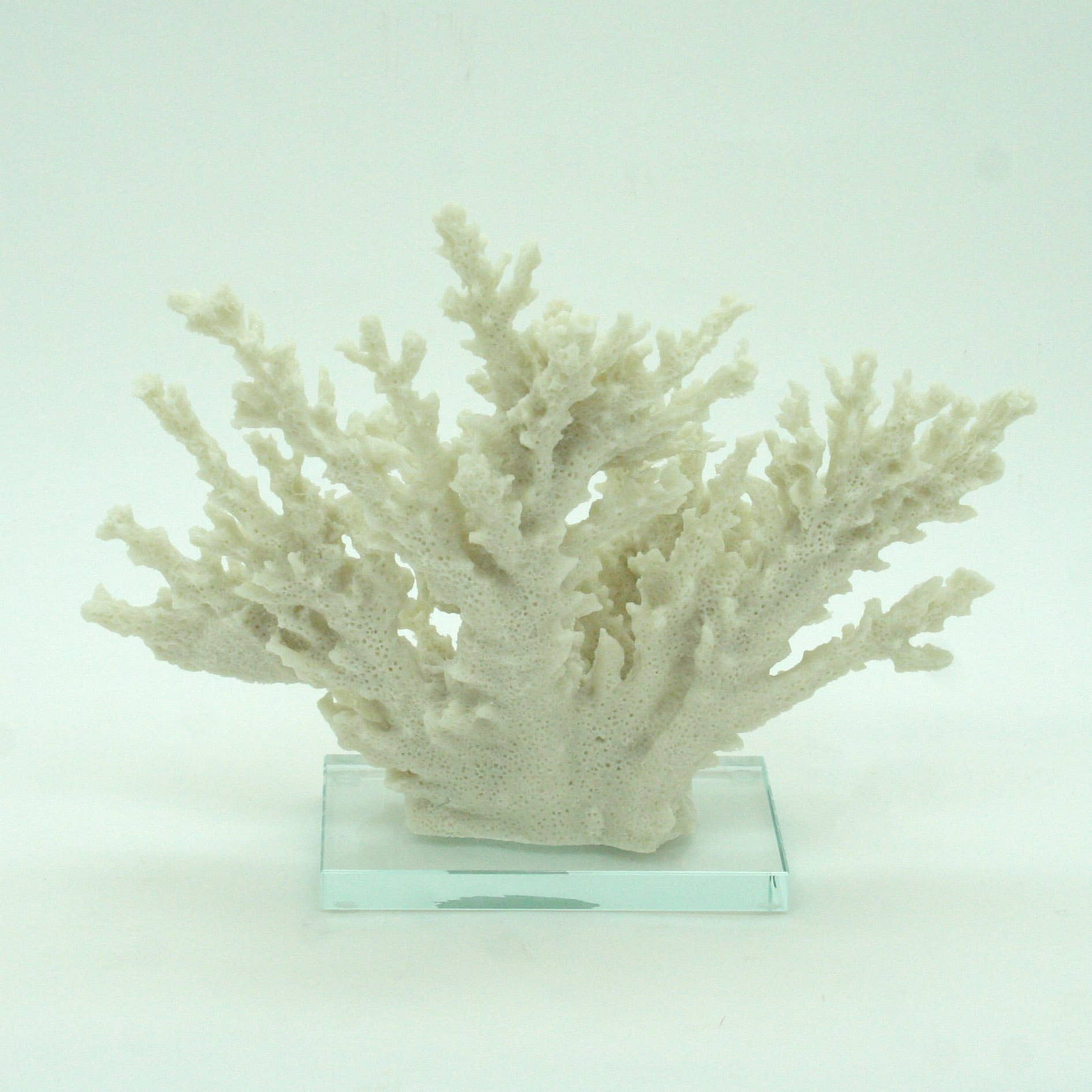 Modern Coastal by Contrast Inc. - Wholesale Decorative Tabletop Object - Ivory Tort Coral with Glass Base 1