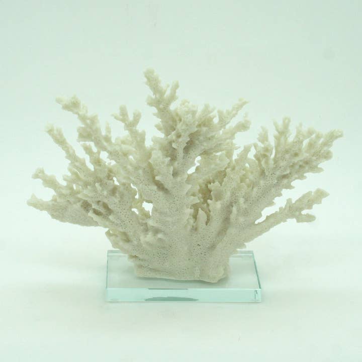 Modern Coastal by Contrast Inc. - Wholesale Decorative Tabletop Object - Ivory Tort Coral with Glass Base 1