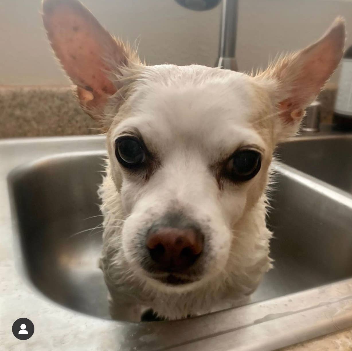 Cordoba Farms - Wholesale Pet Shampoo - Dog - SWEET DOG Super Moisturizing Shampoo1