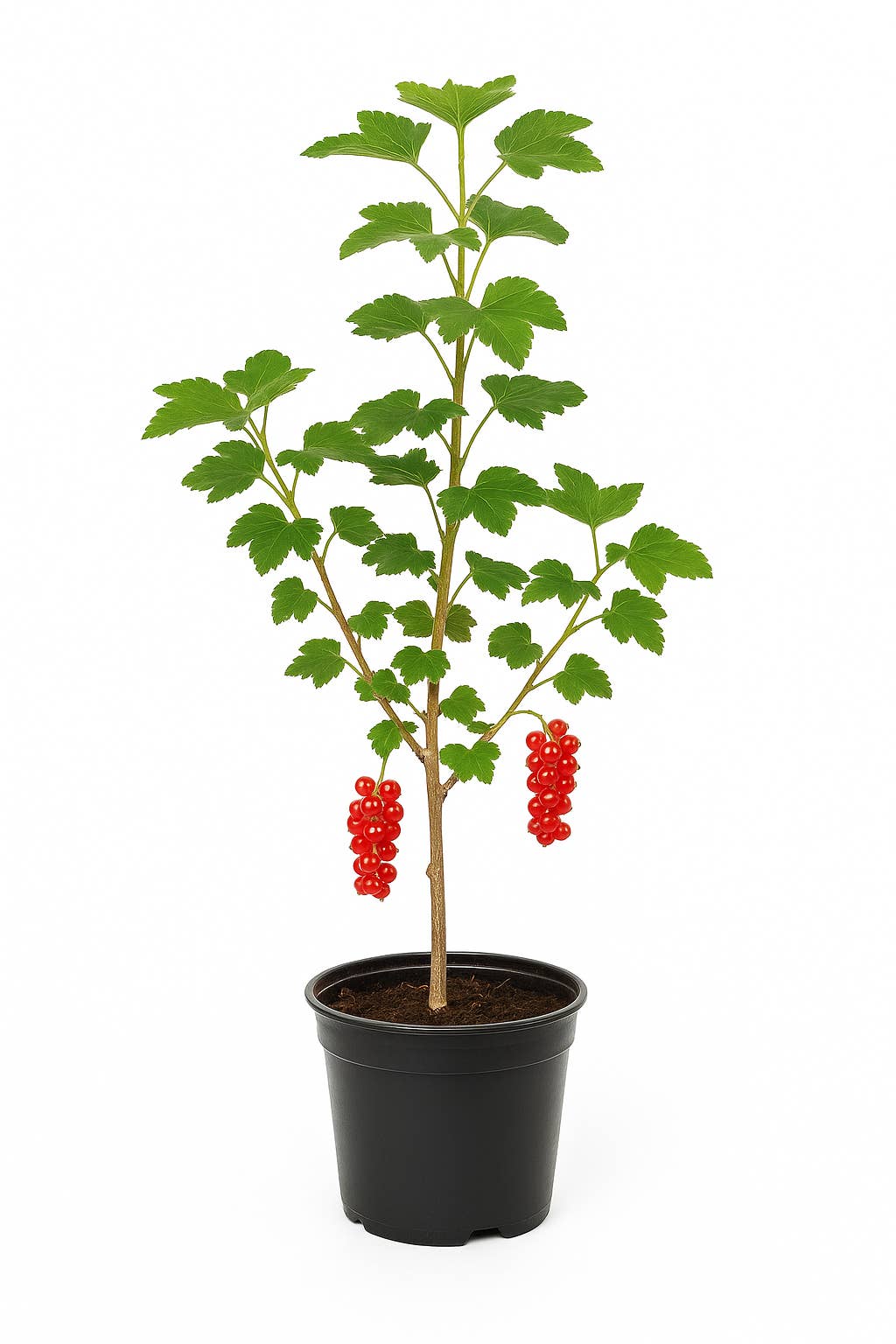 Oasis of Life - Wholesale Live Plant - Ribes rubrum 'Rote Vierländer' – Red Currant – high-yield, aromatic berry plant for garden & hedge – sunny location – hardy fruit plant for fresh consumption & jam