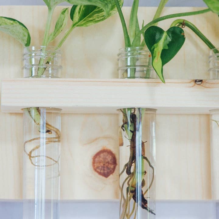 The Plant Committee - Wholesale Hanging planter - 3 vial Hanging Propagation station