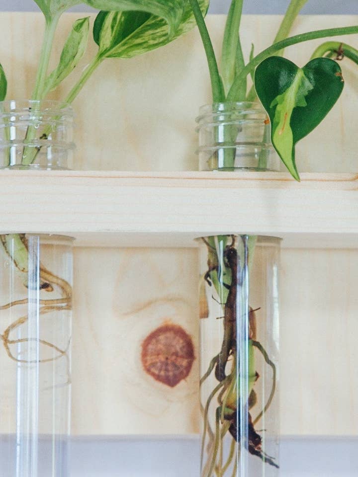 3 vial Hanging Propagation station for wholesale by The Plant Committee