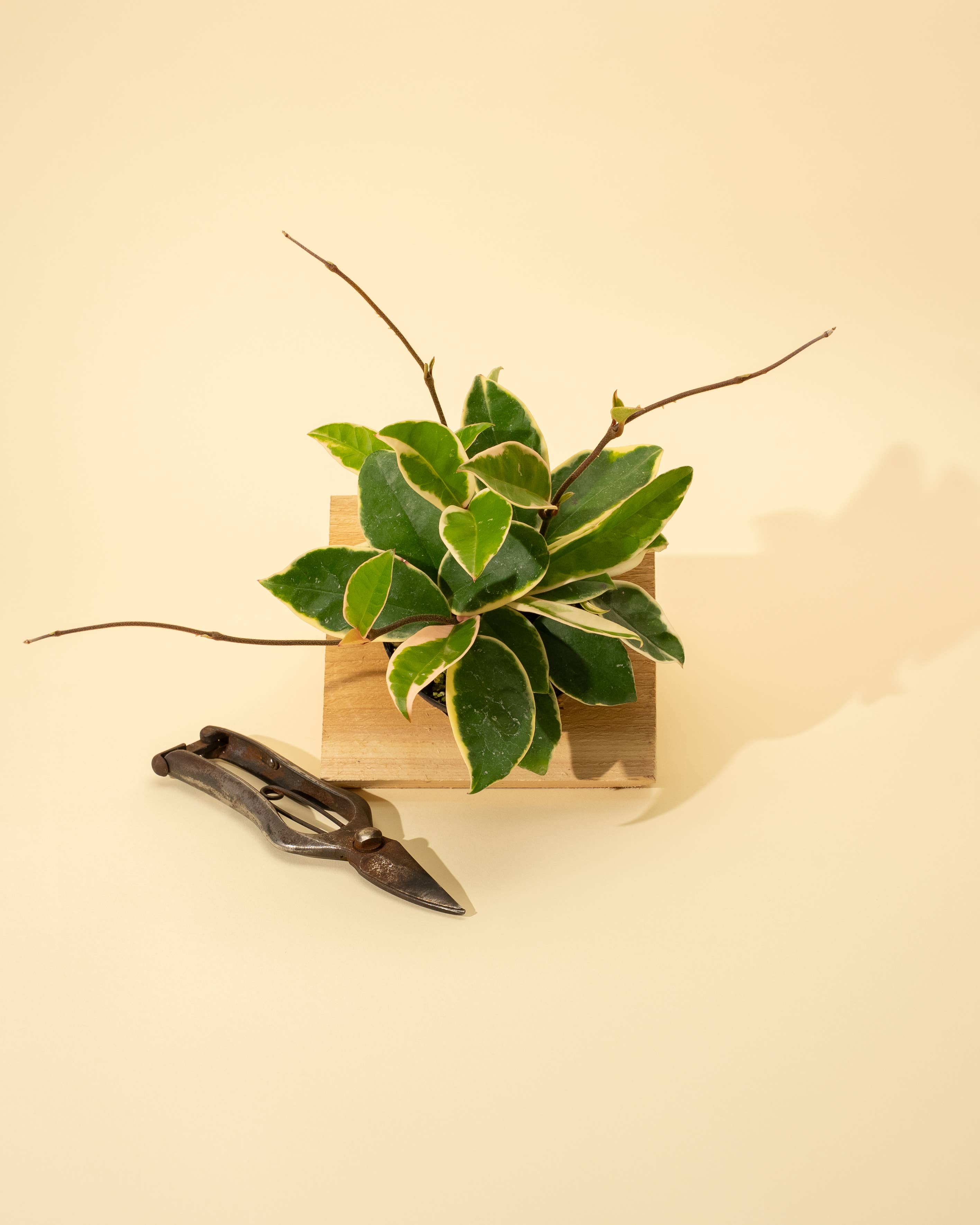 BWH Plant Co - Wholesale Live Plant - 4" Hoya 'Krimson Queen'