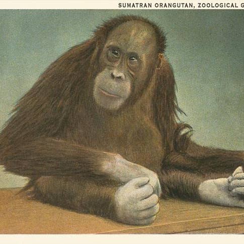 Impression d'art SD-346 Orang-outan de Sumatra, Zoo de San Diego pour la vente par Found Image Press