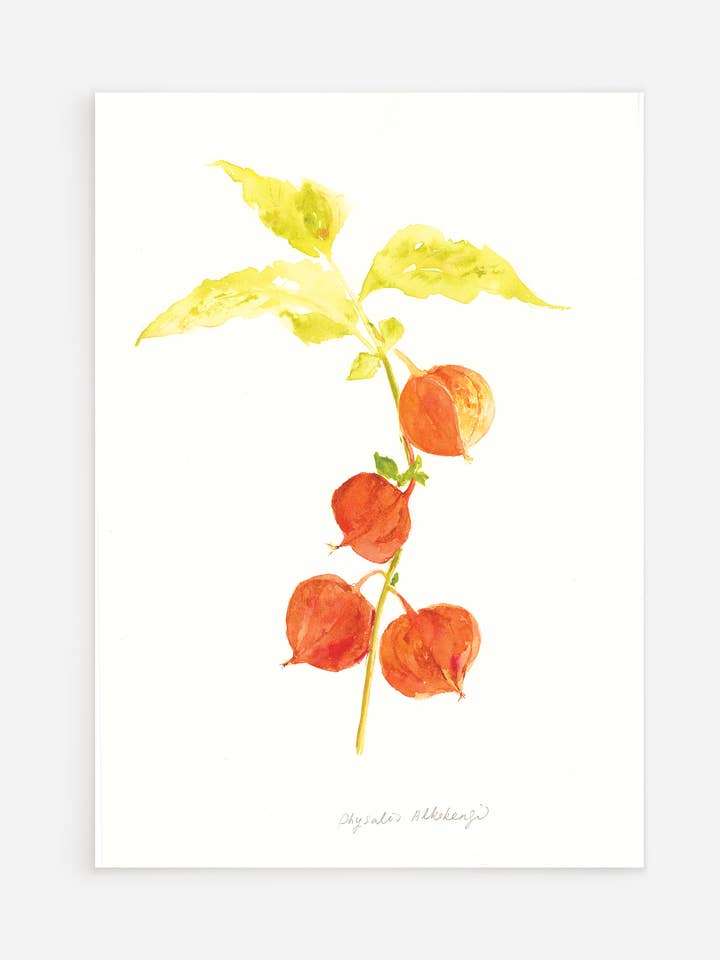 Physalis Branch postcard for wholesale by Ping He Art