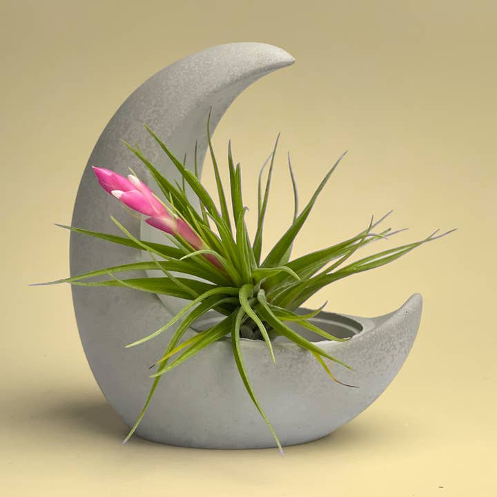 YOUNG MOON AIR PLANT HOLDER, Tillandsia Airplant Display and other Purchase wholesale moon shelf. Free returns & net 60 terms on Faire trending on Faire.