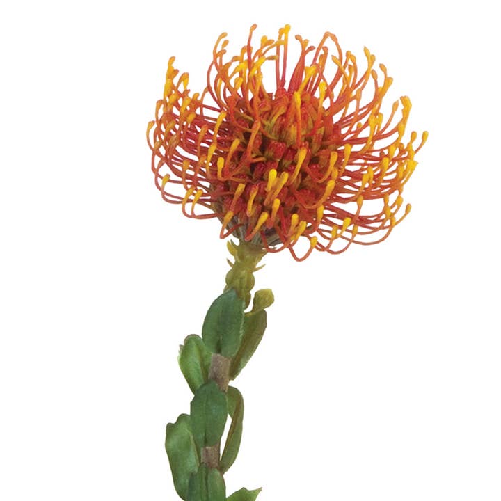 American Best - Wholesale Artificial Flowers - 25" PINCUSHION PROTEA