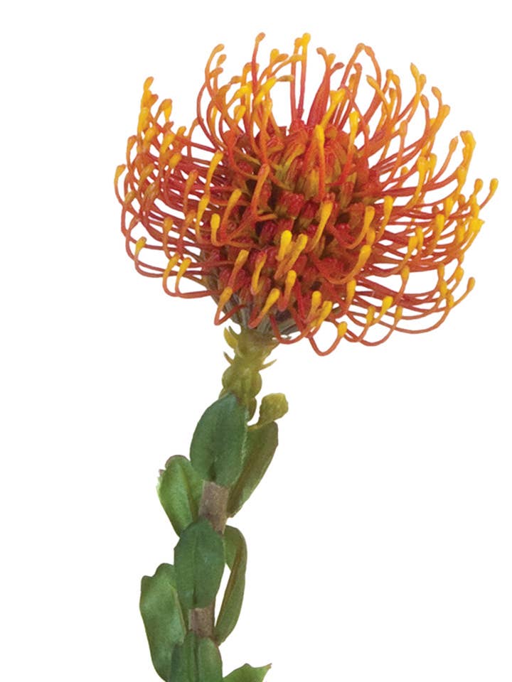 25" PINCUSHION PROTEA for wholesale by American Best
