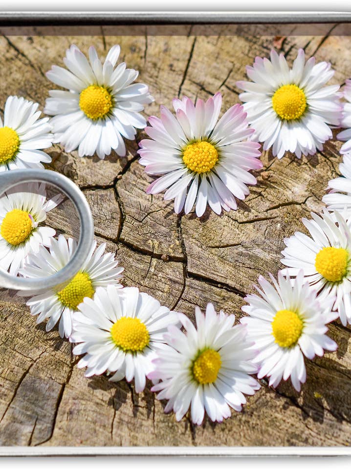 Posta in scatola con margherite per la vendita all'ingrosso da parte di Gespänsterwald