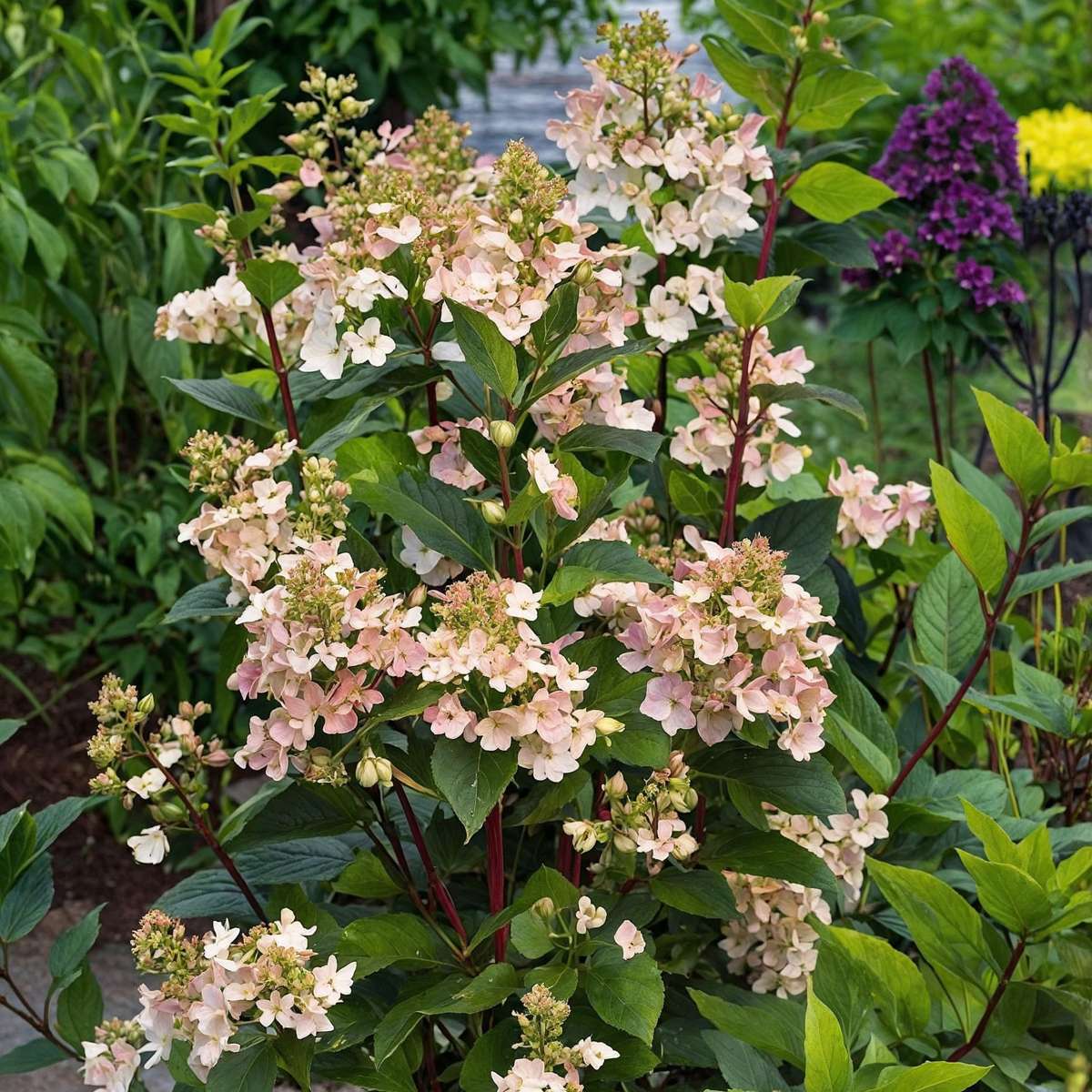 Oasis of Life - Wholesale Live Plant - Hydrangea paniculata 'Early Harry' – 2 plants – Height 25–40cm – Ø19cm – Early blooming panicle hydrangea with cream-white to delicate pink flowers – Hardy garden plant for beds, terraces & balconies2