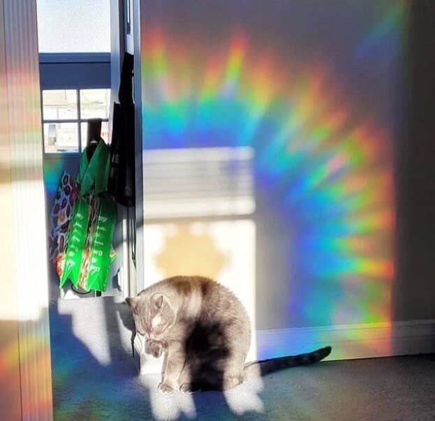 Mustard Tiger – Engroshandel Solfanger – Græskarformet Solfangerpakke2