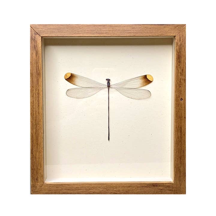 Helicopter Damselfly Shadowbox for wholesale by Green Beetle Shop