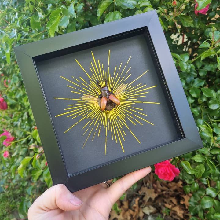 Odontolabis Sarasinorum for wholesale by Mellows Delightful Oddities