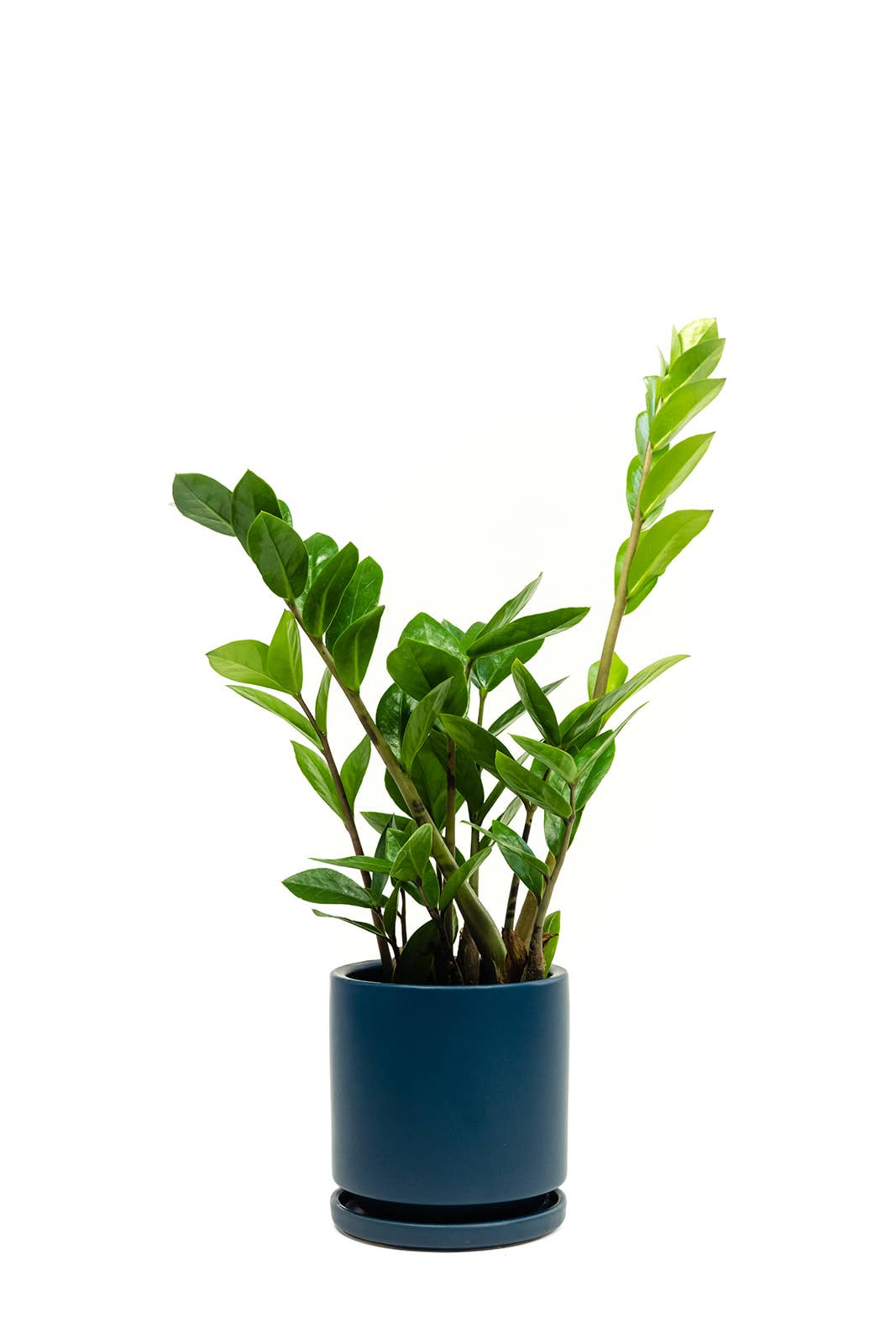 Momma Pots - Wholesale Plant Pot - 8.5" Gemstone Cylinder Pots with Water Saucers26