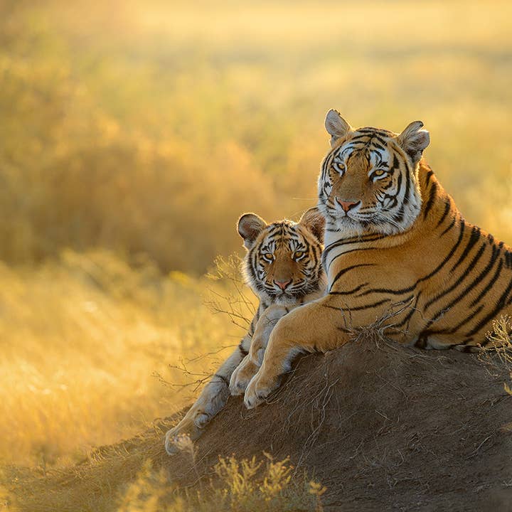 gestalten & teNeues - Wholesale Display Book - Mother5