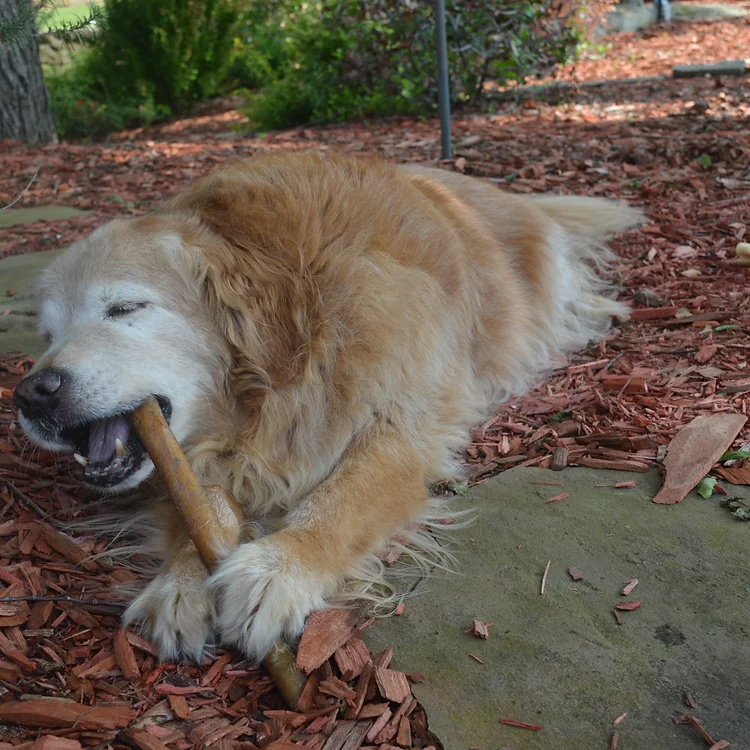 QT Dog, LLC - Wholesale Pet Treats - Dog - 12" Premium Bully Stickz - 2 pcs (Case Pack 12)6