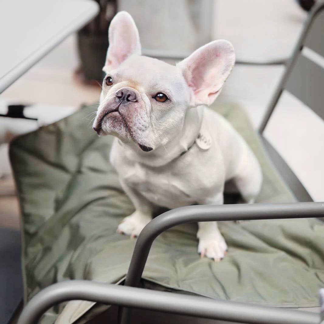 Lambwolf EU - Wholesale Pet Mat - Dog - ORII - TRAVEL MAT 4