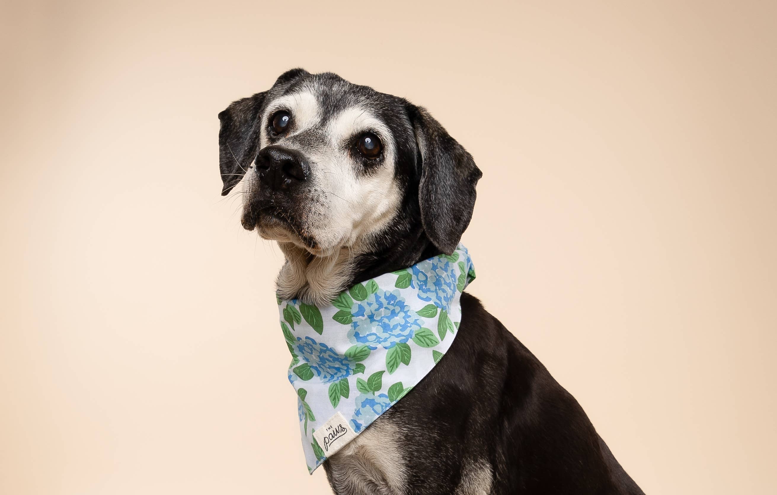 The Paws - Wholesale Pet Bandana - Dog - Sconset Dog Bandana1