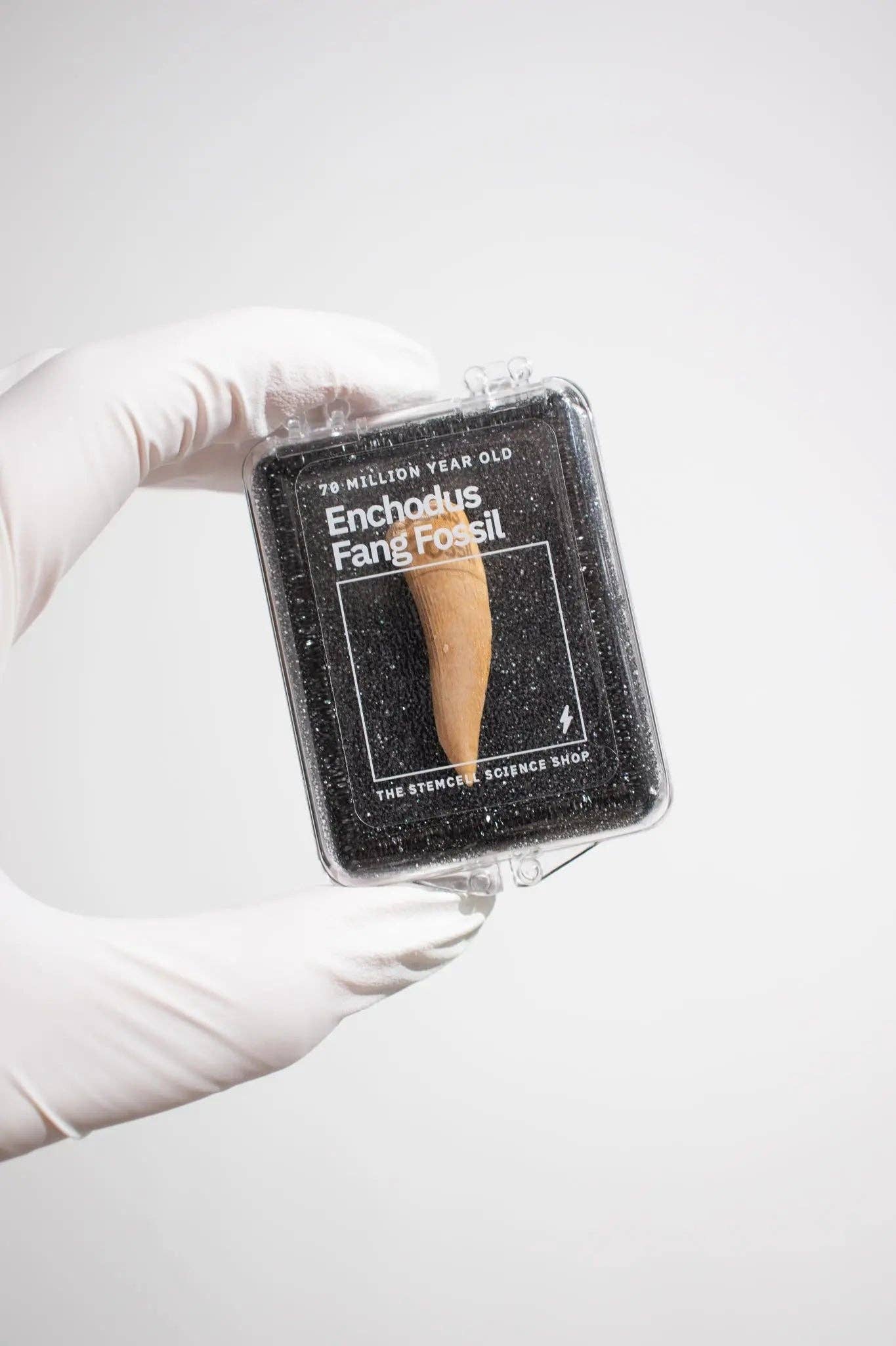 Stemcell Science Shop - Wholesale Decorative Tabletop Object - Enchodus Fang6