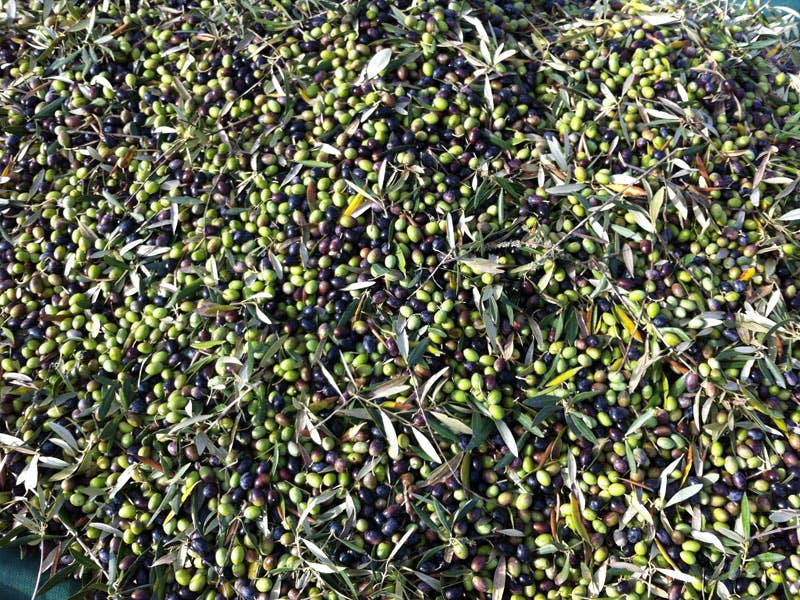 Amor é Cego – wholesale Olive oil – Azeite Virgem Extra - Garrafa de 50 CL2