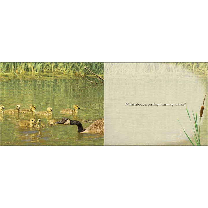 AdventureKEEN - Wholesale Nature & Outdoors - Cutest Critter3