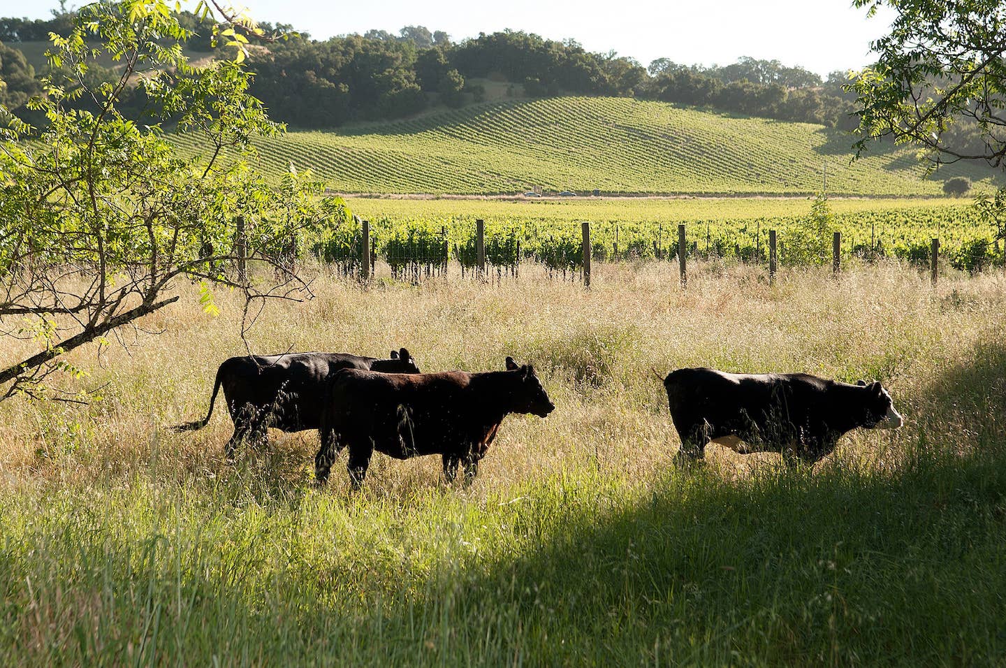 Journeyman Meat Co. - Wholesale Jerky - Snack Sticks - Pepperoni Flavor Estate Beef2