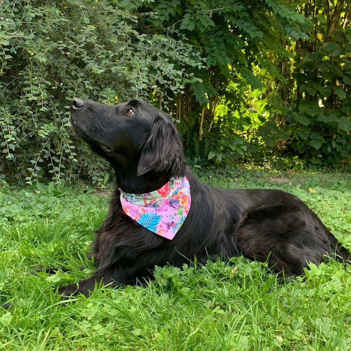 Hop Dog - Wholesale Pet Bandana - Dog - Exotic dog bandana