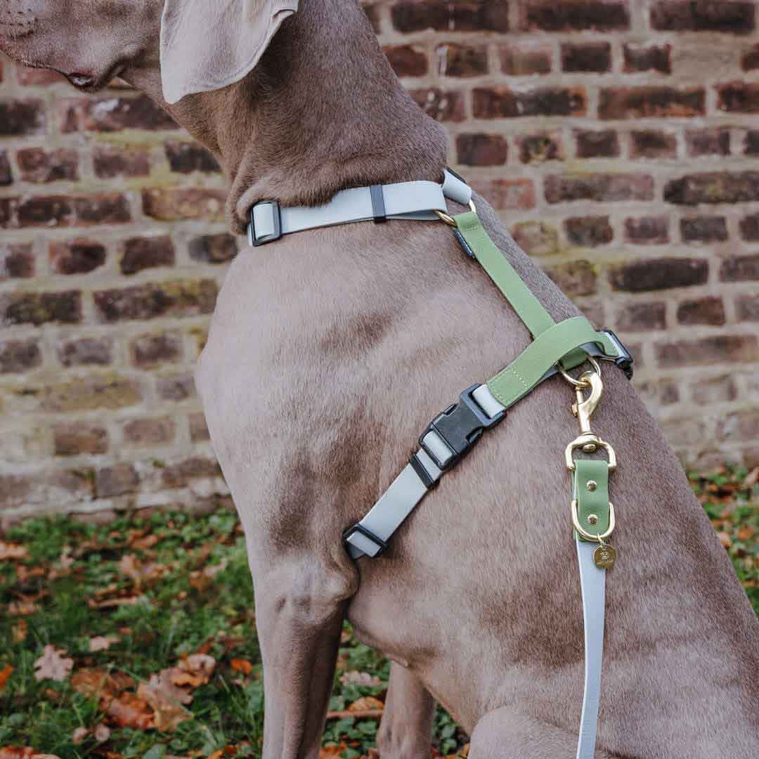 Hey Lana – trela - Cão por atacado – Coleira para exterior ajustável em 3 posições - 230 cm22