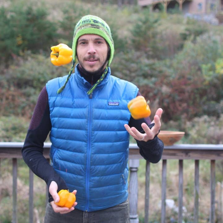 Sow True Seed - Wholesale Plant Seeds - Sweet Pepper Seeds - Golden California Wonder, ORGANIC2