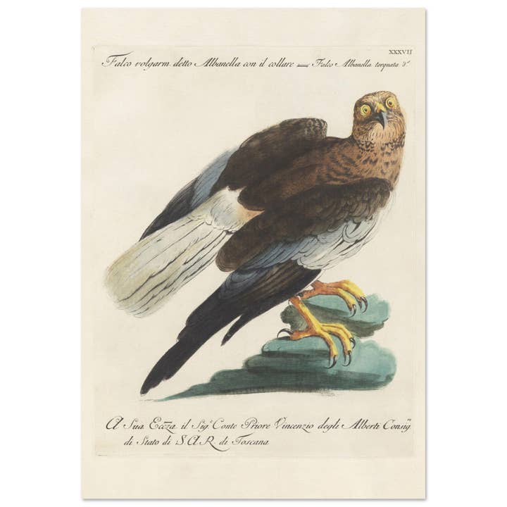 Falco volgarm detto Albanella con il collare per la vendita all'ingrosso da parte di Maison de Paloma