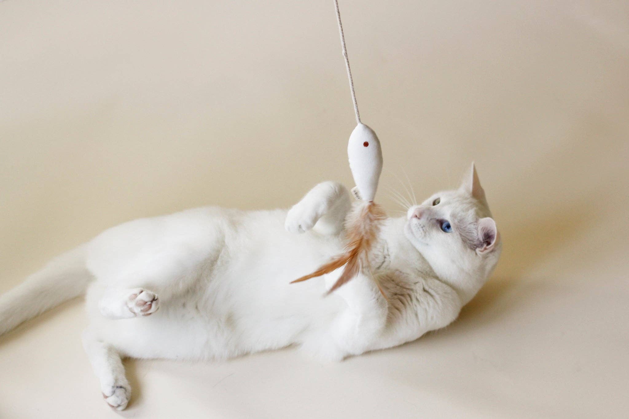 White Cat Toy Golden Fish for wholesale on Faire1