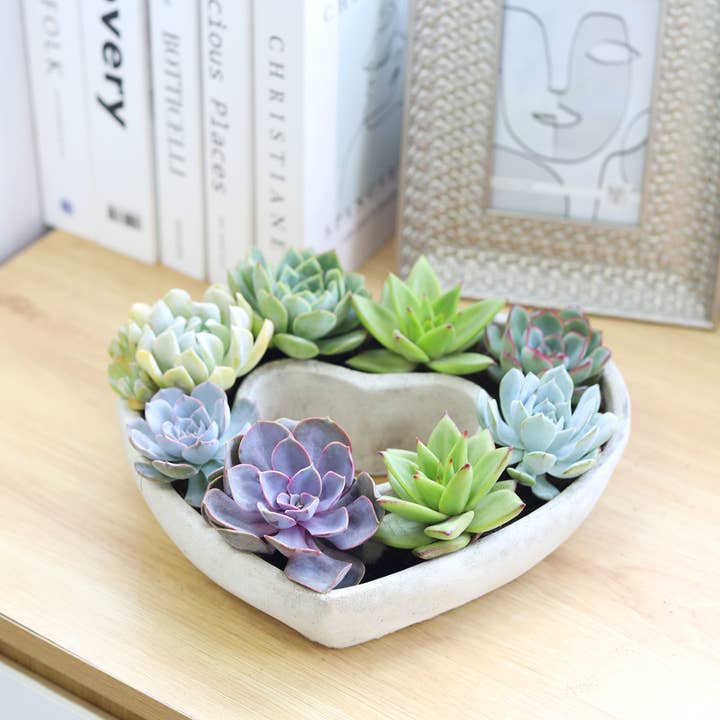 Best Plant Friend - Wholesale Succulent - Large Succulent Heart Arrangement - Mother's Day Gift 2025