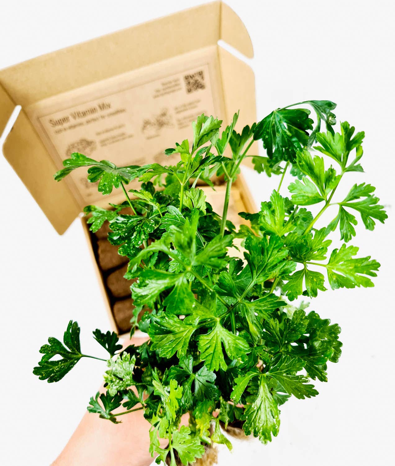 BerlinGreen – Sementes de plantas por atacado – PlantPlugs │ Kit Super Mix de Vitaminas 8 unidades1