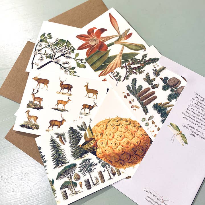Holiday Card Pack for wholesale by Fairhope Graphics
