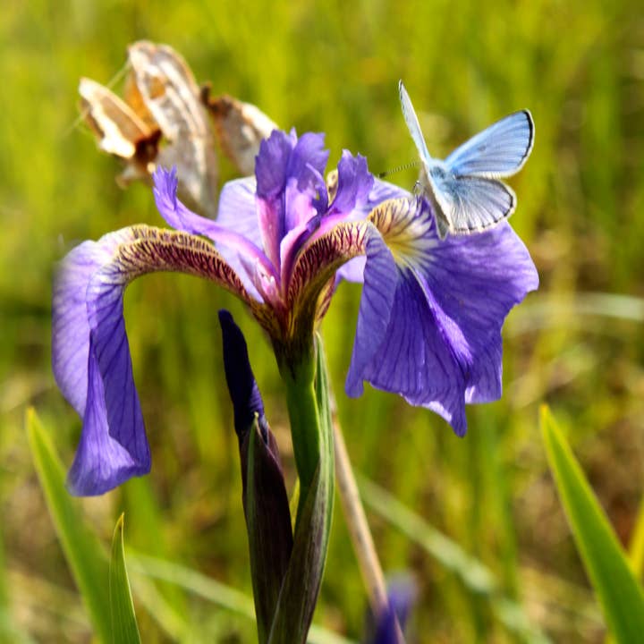 Whitworth Gallery - Wholesale Plant Seeds - Alaskan Iris Wildflower Seed Packets5