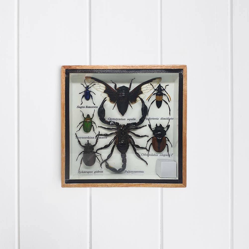 VIE - Wholesale Wall Accent - Framed Insect, Assorted5