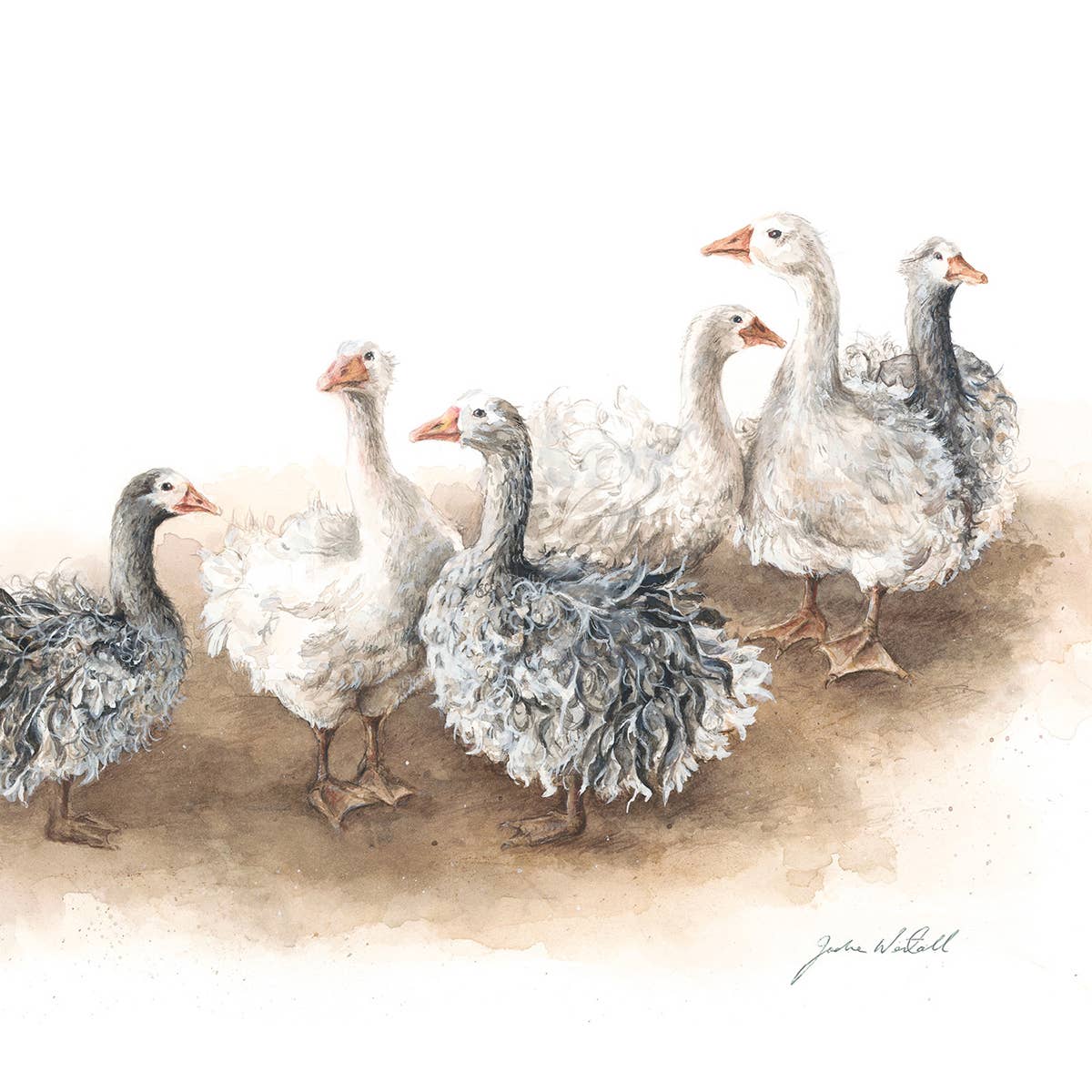 Jodie Westall Art - Wholesale Everyday greeting card - ‘Afternoon Gaggle’ Sebastapol Geese - Greeting Card1